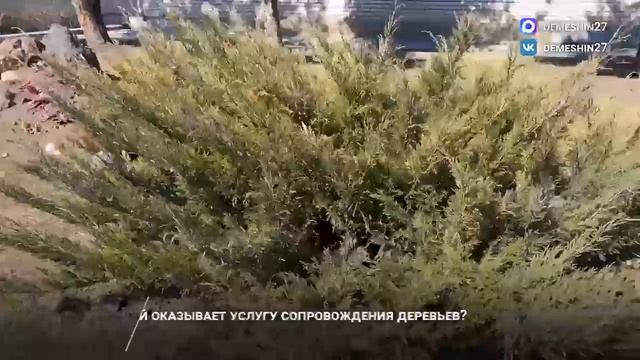 Миллион цветов высадят на улицах Хабаровска в этом году