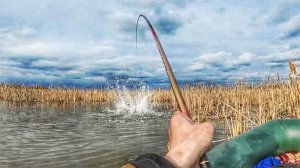 ВОТ ЭТО ЗВЕРЮГА!!!Ловля сазана и карася на поплавок. Рыбалка на поплавок