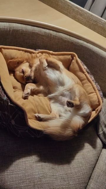 😴 #спокойнойночи #сладкихснов