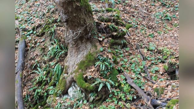 Псебай - Хранители леса. Путешествие в таинственный лес