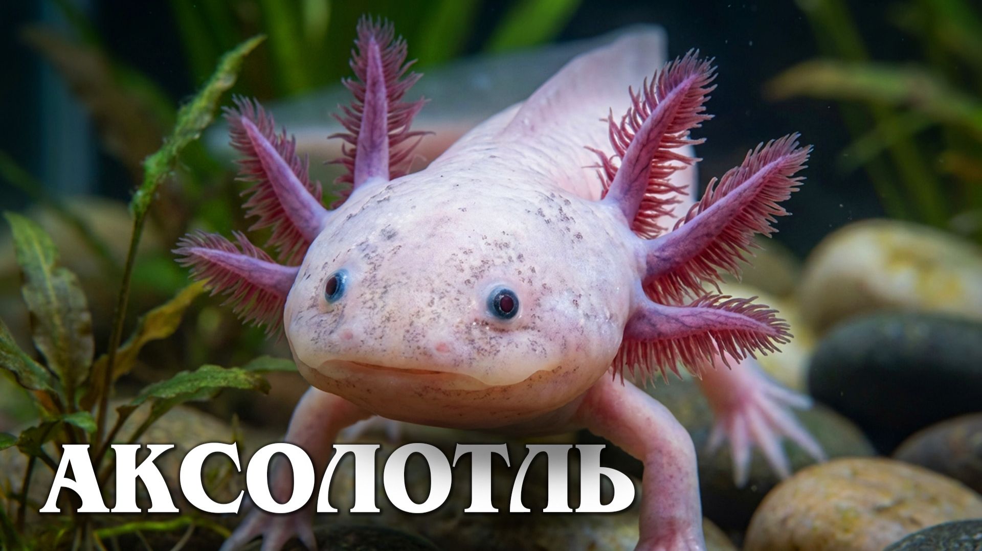 Аксолотль: Сверхспособности Странной Амфибии | Интересные факты про аксолотля