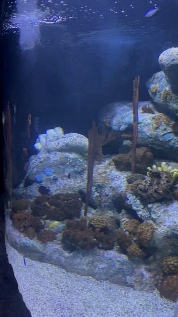 Рыбки в океанариуме ч.35