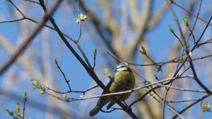 Весенние птицы в парке "Дубки" Ленинского района Нижнего Новгорода // Апрель 2026