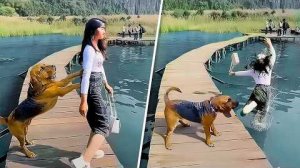 СЛУЧАИ, КОГДА СОБАКИ ПОКАЗЫВАЮТ СВОЙ ХАРАКТЕР