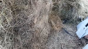 Дом у озера. Купили сено. Гнилое. 17.04.2026.