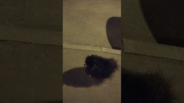 Мы идём гулять с собакой! | 17-апр-2026 3