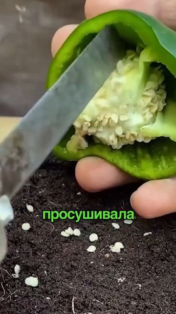 Семена из спелого перца можно использовать для выращивания рассады прямо дома.