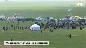 В Яшкульском и Кетченеровском районах отметят Фестиваль тюльпанов