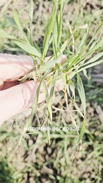 Чем бороться против ржавчины на пшенице #озимаяпшеница #агроном #сельскоехозяйство