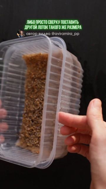 КАК ПРОСТО ВЫРАСТИТЬ МИКРОЗЕЛЕНЬ