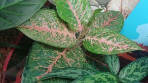 Комнатные растения🌿❤️ Цветочные новости🪴📢