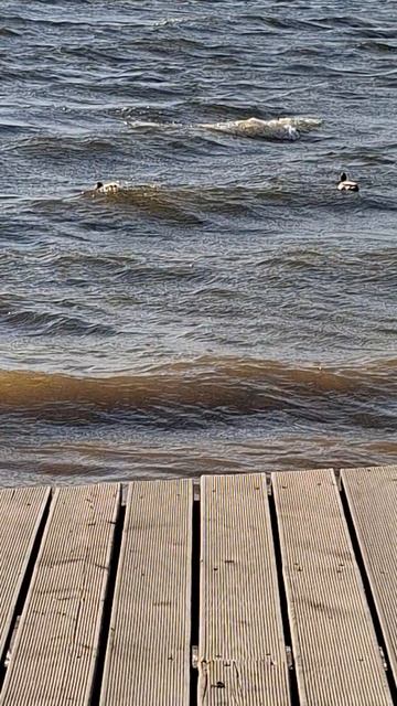 Утки-серферы на Белоярском водохранилище