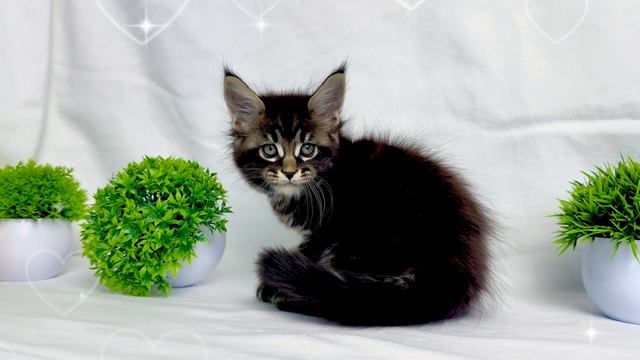 Актировка котят помета М  - 26.02.2026 питомник Чаритон Кун