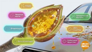 Тополиный "десант": чем отчистить машину? Доброе утро. Фрагмент выпуска от 17.04.2026