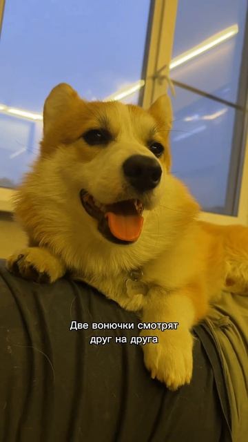 Пушистый хвостик каждый день