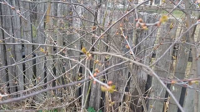 Фея и апрельская вишня  