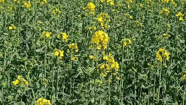 В Краснодарском крае зацвели ранние посевы рапса