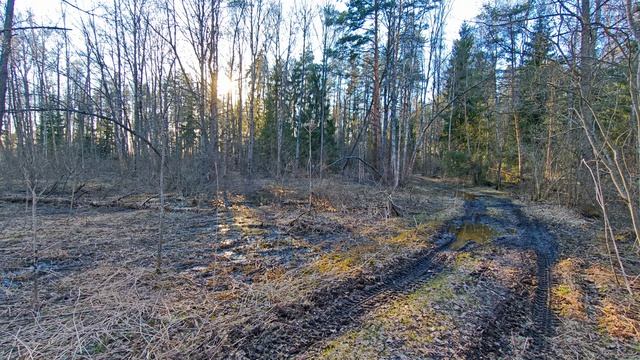 Вечер в весеннем лесу. ч.2. Апрель 2026