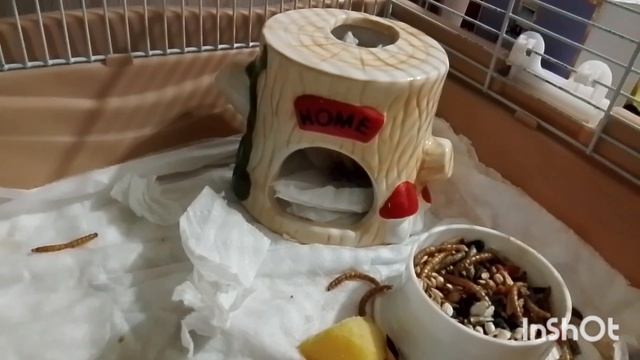 Метруся. 16.04.2026.