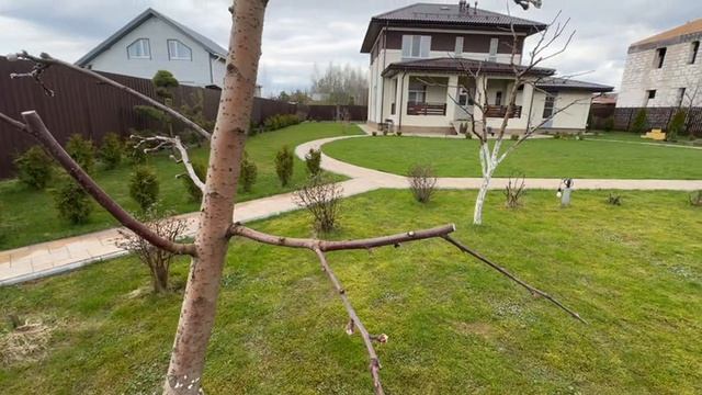 Чем обработать туи от вредителей?