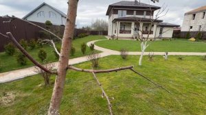 Чем обработать туи от вредителей?