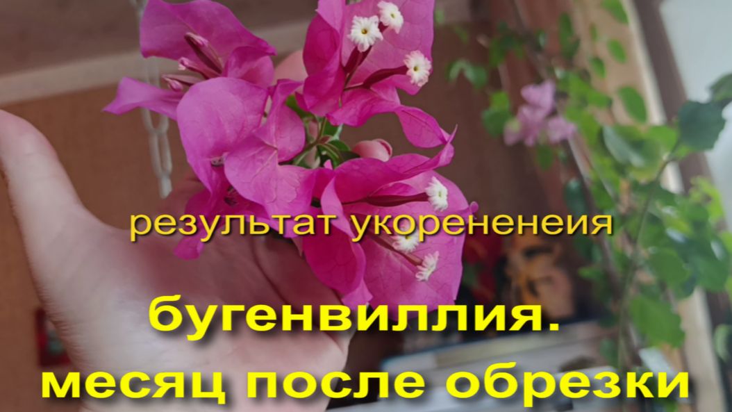МОИ БУГЕНВИЛЛЕИ . АПРЕЛЬ 2026Г.