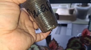 Открытие сезона покупок🥰 Новинки Бегоний🍀🍀🍀