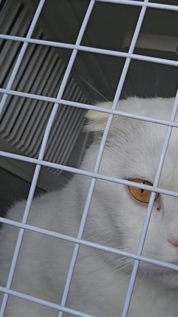 The cat doesn't understand where it's being transported.. #кот #культмалфи #котики #cat #cats