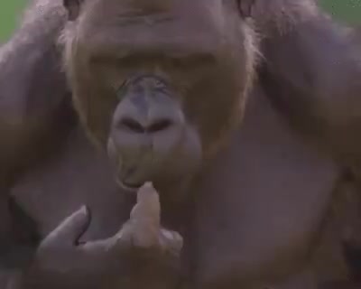 видео животные Милые