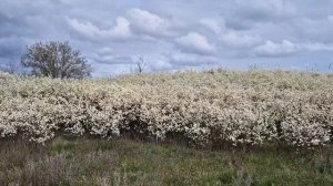 Вокруг белое облако цветущего терновника