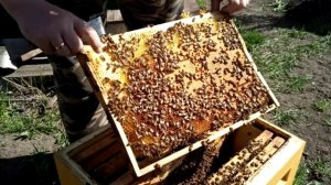 Не пропусти эту работу.Первое полноценное расширение пчелосемей.