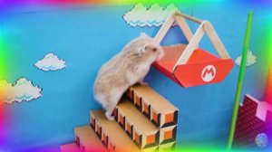 Умный хомяк разгадывает самый сложный лабиринт! часть 2