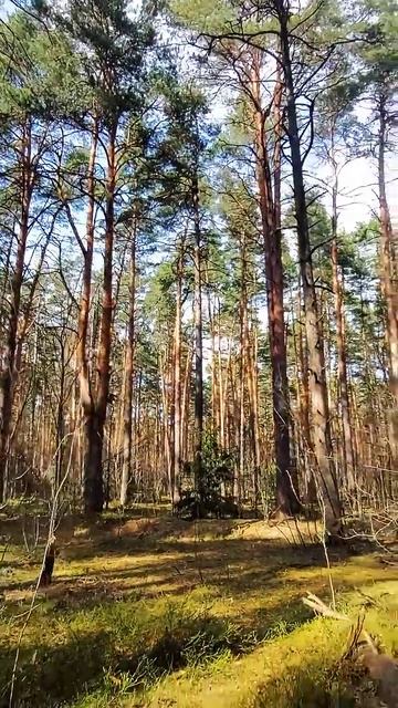 Лес Россия  #жизнь #live #любовь #мир #russia #nature #moskva #park
