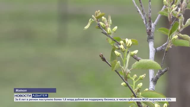 Информационный выпуск Майкопского телевидения 16.04.26