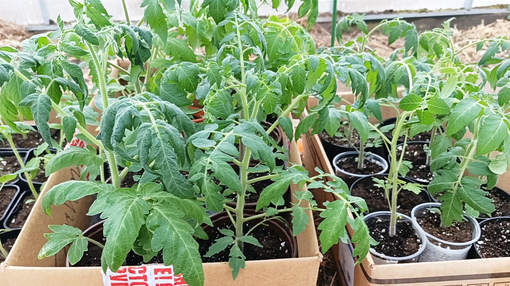 17.04.26 Рассада томатов выглядит уныло. Ночевала в неотапливаемой теплице.