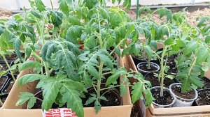 17.04.26 Рассада томатов выглядит уныло. Ночевала в неотапливаемой теплице.