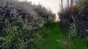 Заброшенный сад в цвету