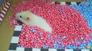 Приключение хомячка в красочном лабиринте - миссия: убежать от плохих игрушек! часть 5