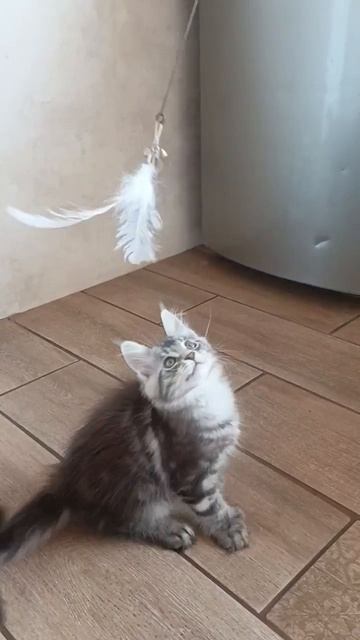 MOV_20260417_234538_160.mp4