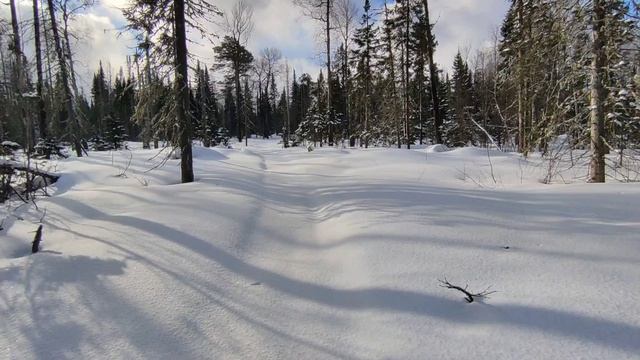 2026.04.17. Крючково. оз Таежное - АЛСИБ1 - просеки 21 - выс. 585 м. Снег 100 см t-13.
