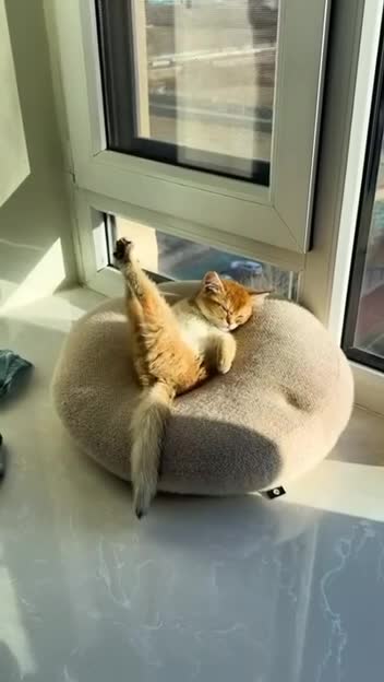 видео животные Милые