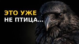 Ворон самая умная птица на планете Ты не поверишь на что он способен