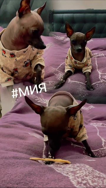 #мия #москва #reels #весна #любовь #мир #дружба #собака #пост