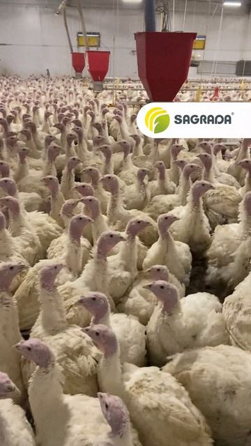 🦃 Выращивание индейки | Проект SAGRADA