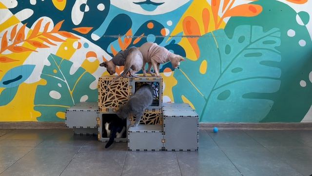 Кубы QUBIK.ONE. Котокафе