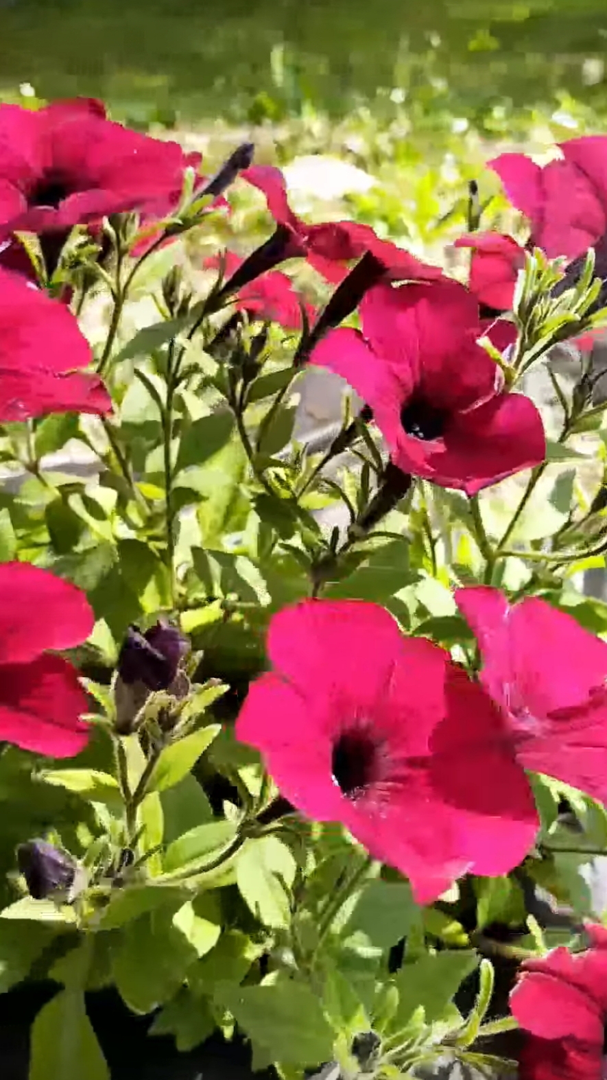 Посадка в открытый грунт