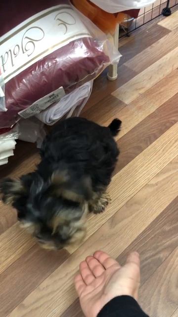 Первый раз дал лапку