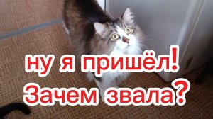 Никаких "Кыс-кыс"  просто по имени.