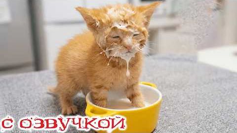 Приколы с котами! Смешные коты - С ОЗВУЧКОЙ! Самые Смешные Животные