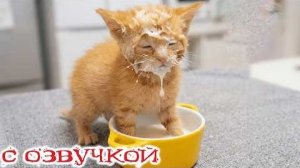 Приколы с котами! Смешные коты - С ОЗВУЧКОЙ! Самые Смешные Животные